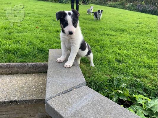 Βασιλιάς Charles Cavalier Pups